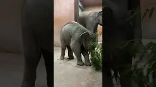 Baby elephant having fun 🐘♥️