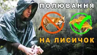 Збираю ГРИБИ в Карпатах під ДОЩЕМ