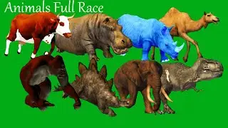Animals Stampede Full Race Running Green Screen Blue Screen Black Screen HD Video