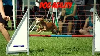 Dog Agility Turnier