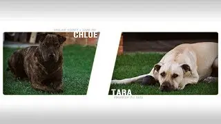 Tara & Chloe - Playing in the yard