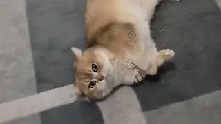 kitty