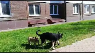 Жора