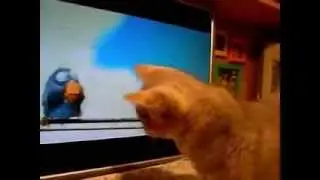 Рыжий котенок смотрит мультфильм