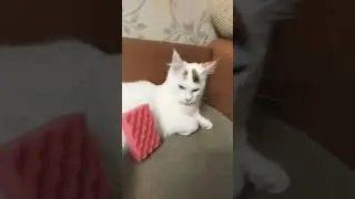 корабле крушение потерпела Ванесса 