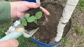Как сделать теплые грядки в открытом грунте До поздней осени вы с урожаем