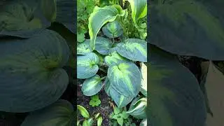 Хоста Heatwave 