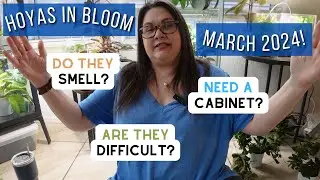 HOYAS In Bloom - 8 Plants in Total! Have You Bloomed These? March 2024