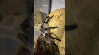 blue tarantula #blue #balfori