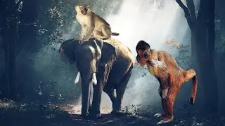7 janvier Watch the monkeys how to treat this huge elephant / animal wold2022