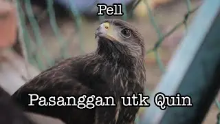 🔴 Harris Hawk (HH) / Si Jantan (Pell) Yg baru utk Quin