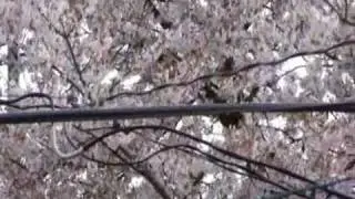 Guitar Instrumental (Cherry blossms 2010)
