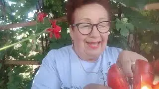 томат,бабушкино, уже кушаем