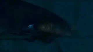 Storm: Spermwale