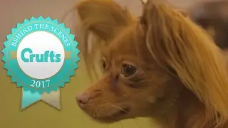 Welcome to the Russian Toy! | Crufts 2017