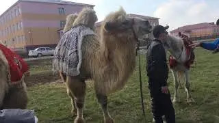Қарасу 22-Наурыз 24.03.2019ж