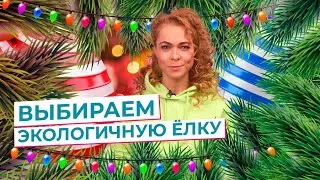 Искусственная или натуральная? Какая ёлка экологичнее 