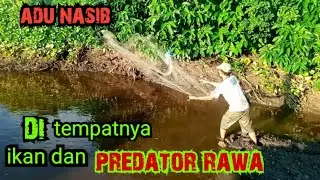 (jala ikan)mengadu nasib di habitat ikan dan predator rawa/net fishing