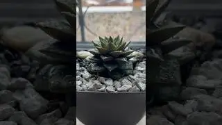 ЕХЕВЕРІЯ “PURPUSORUM”