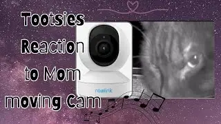 1707) Tootsies (Reaction) to Mom moving Cam