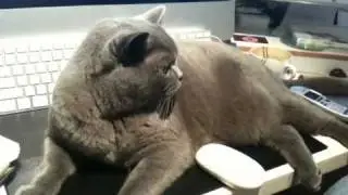Maxwell the cat says "Don't touch my mouse"