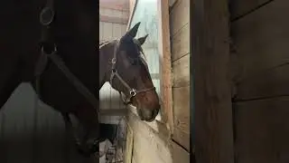 Most Handsome Horse ❤️
