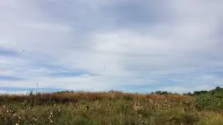 Dragonfly Swarm at Prairie Ridge Ecostation