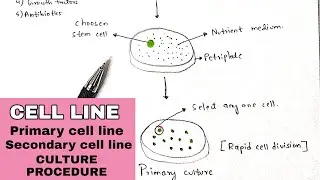 Cell line | Culture procedure | Finite and continuous cell line | Primary and secondary cell lines