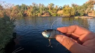 Fishing rapids for feeding bass with prototype bait