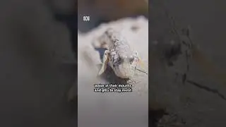 The fish that walks on land 😳 #Australia #Mudskippers #NorthernTerritory #Shorts