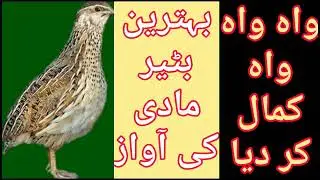 top kirk 2020 !! female batair ki awaz