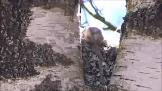 Ополовник строит гнездо