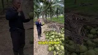 Panen Emas Hijau #kelapapandanwangi