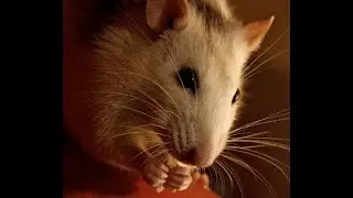 ФАРТОВЫЙ