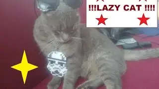 lazy cat