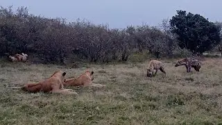Lion scares hyena that got too close