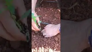 Açık tarlada biber fidesi dikimi (Pepper seedlings at open field) 