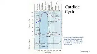 Cardiac Cycle by Steve Selig 1