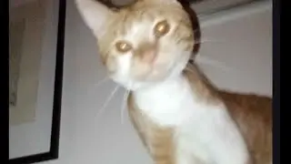 his name is pico