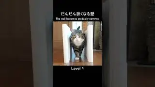 だんだん狭くなる壁ロードとねこ。 #Shorts
