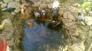 голуби апрель 2018