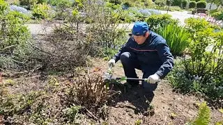 Обрезка барбариса Тунберга на пенек после майских морозов.