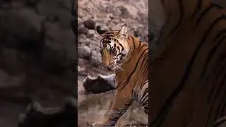 Most animal ending #amazingfacts #animals #factsinhindi