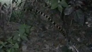 sakhamuti or Bandet krait