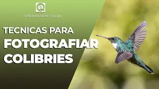 SIMPLE TECHNIQUES FOR PHOTOGRAPHING HUMMINGBIRDS