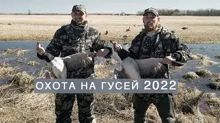Goose hunting 2022 Goose in the Afghan cauldron Field bath Barnacle goose Goose hunting