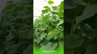 Mikoriza ve bitki besleme ile salatalık ve Üzüm bağ daki verim #gübre #olbagro #tarım
