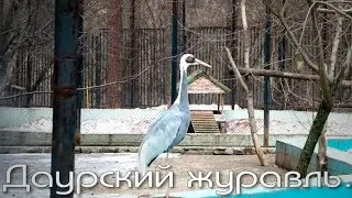 Даурский журавль заявляет о себе громким криком.