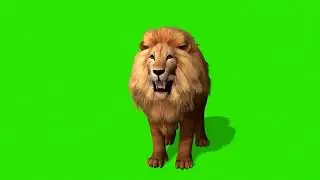 Real lion green screen effect video|green screen lion| lion green screen with sound