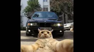 LIKE BOSAMIZA JIGARLAR  GO